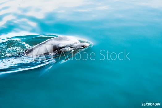 Picture of dolphin in water